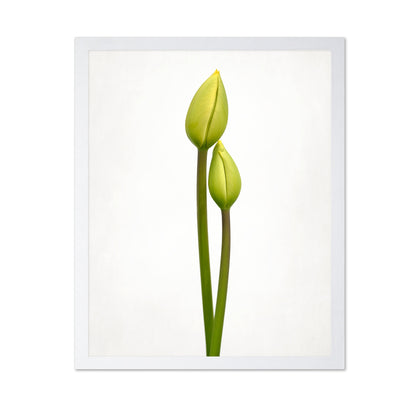 Tulip Time