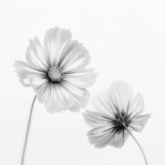 Cosmos Duo
