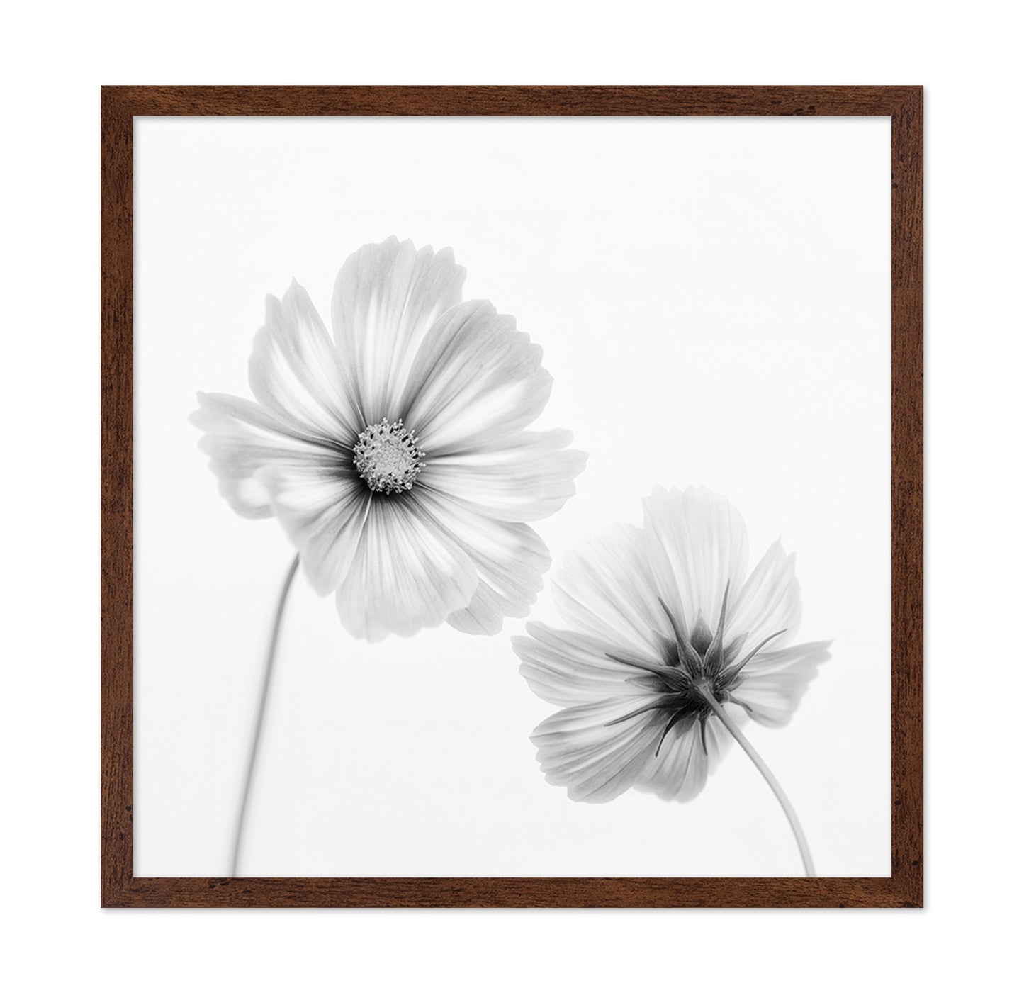 Cosmos Duo