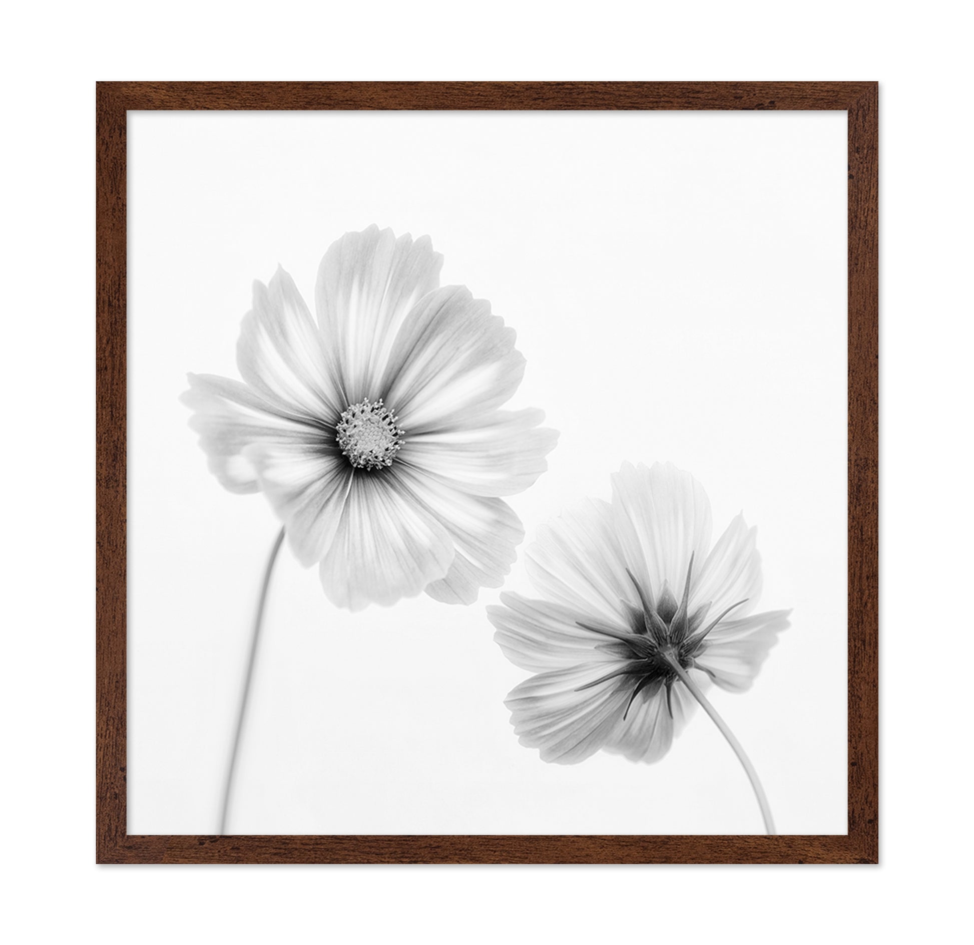 Cosmos Duo