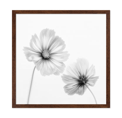 Cosmos Duo