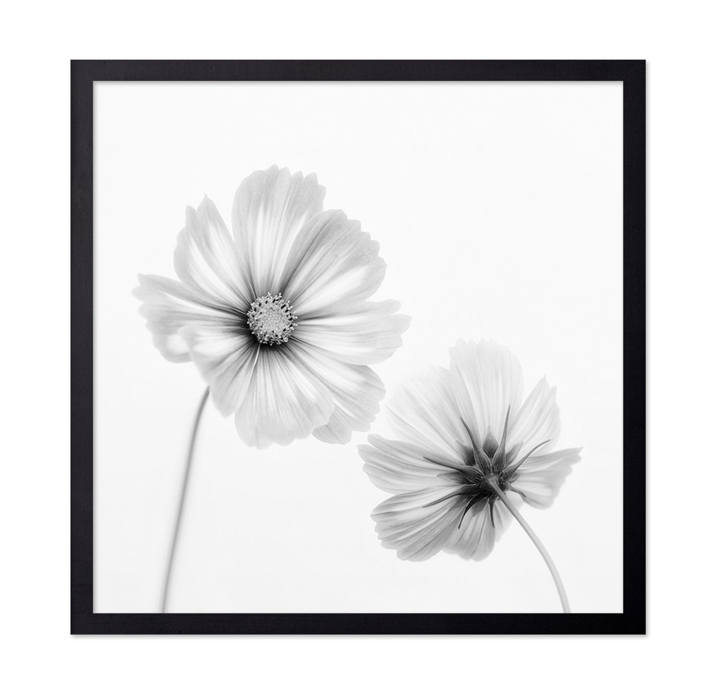 Cosmos Duo