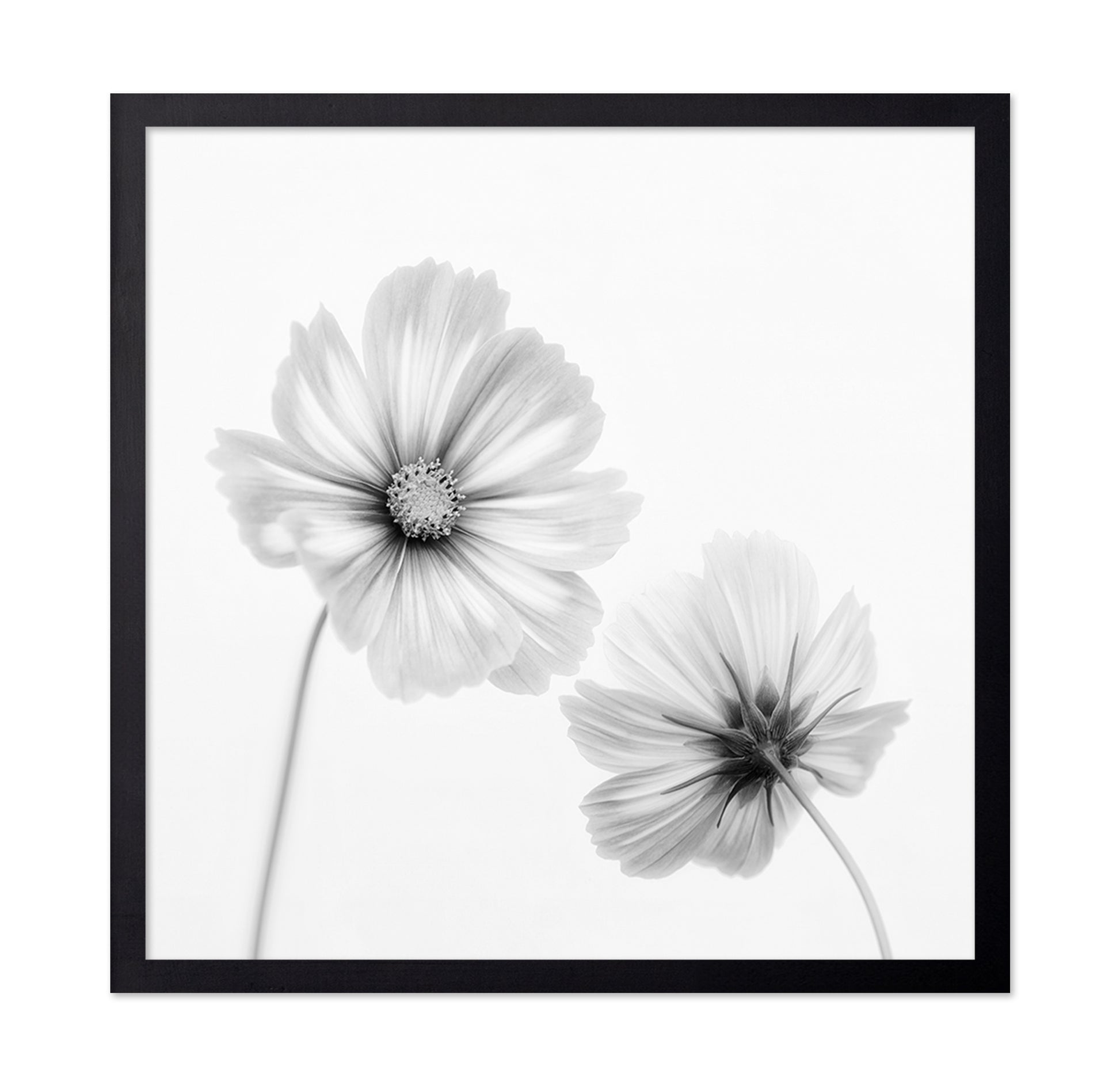 Cosmos Duo