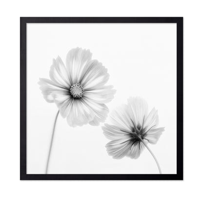 Cosmos Duo