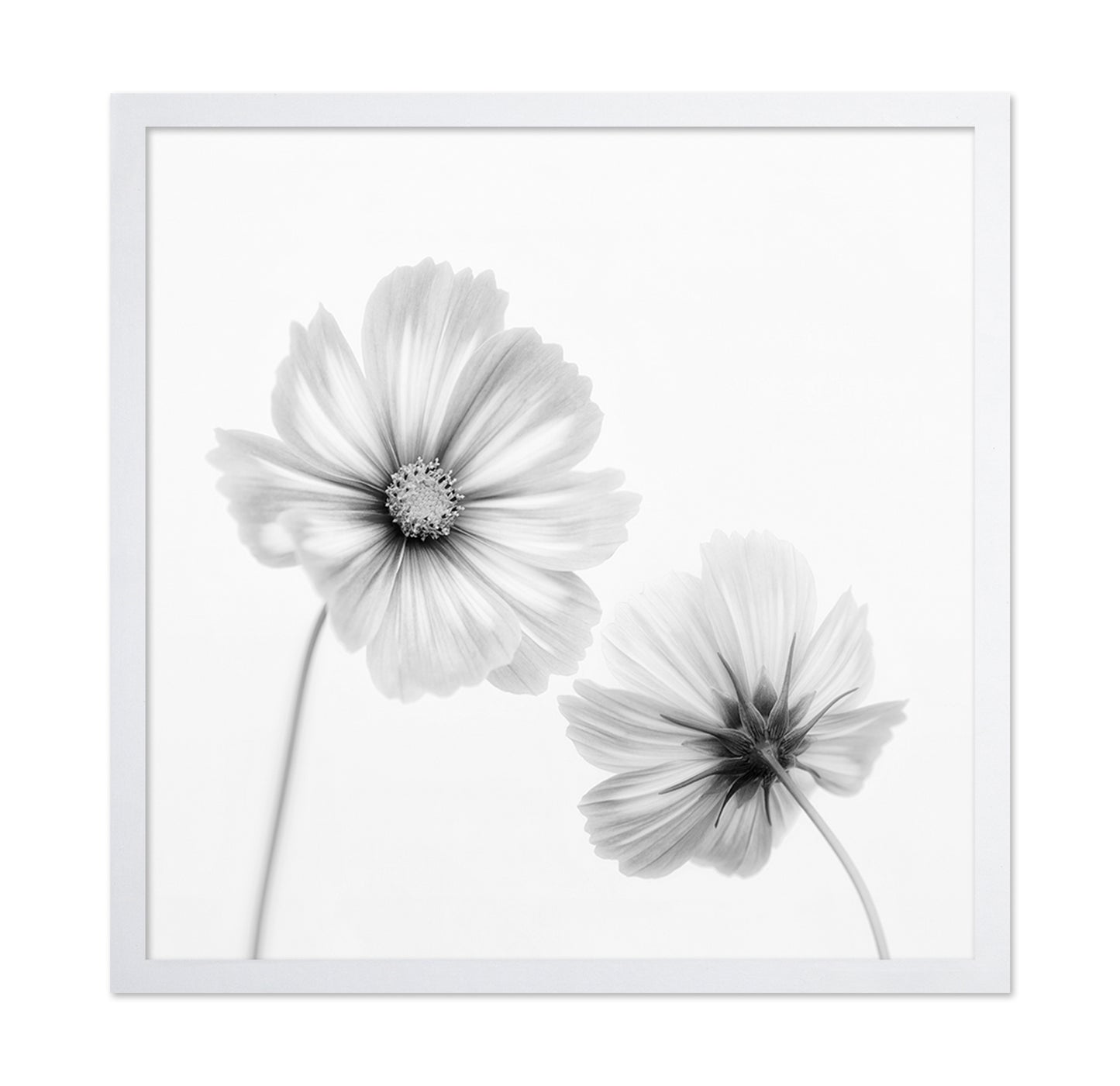 Cosmos Duo