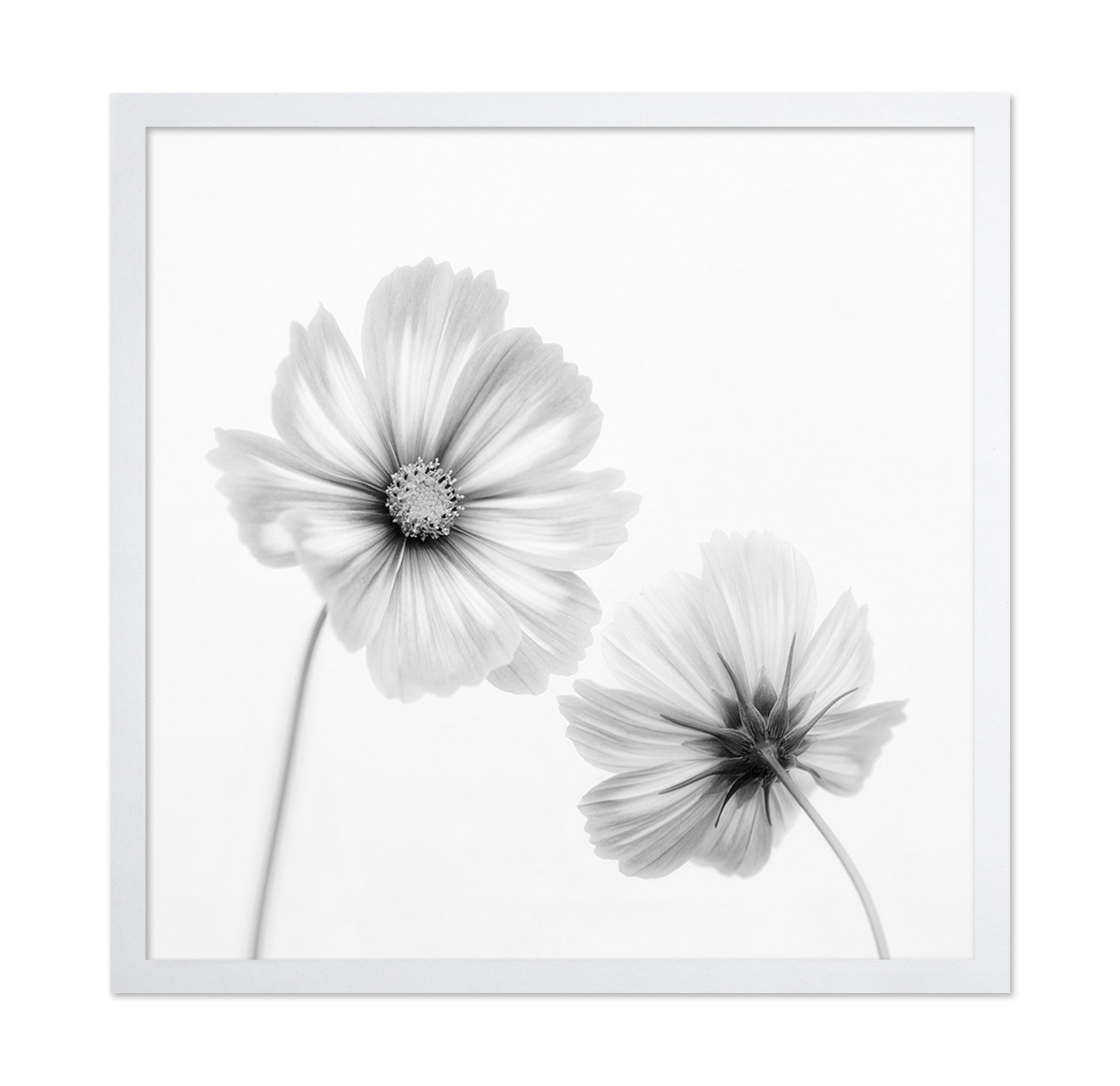 Cosmos Duo