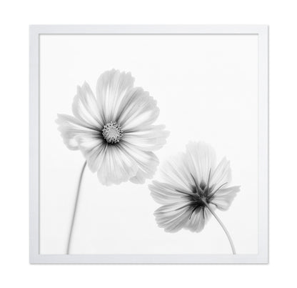 Cosmos Duo
