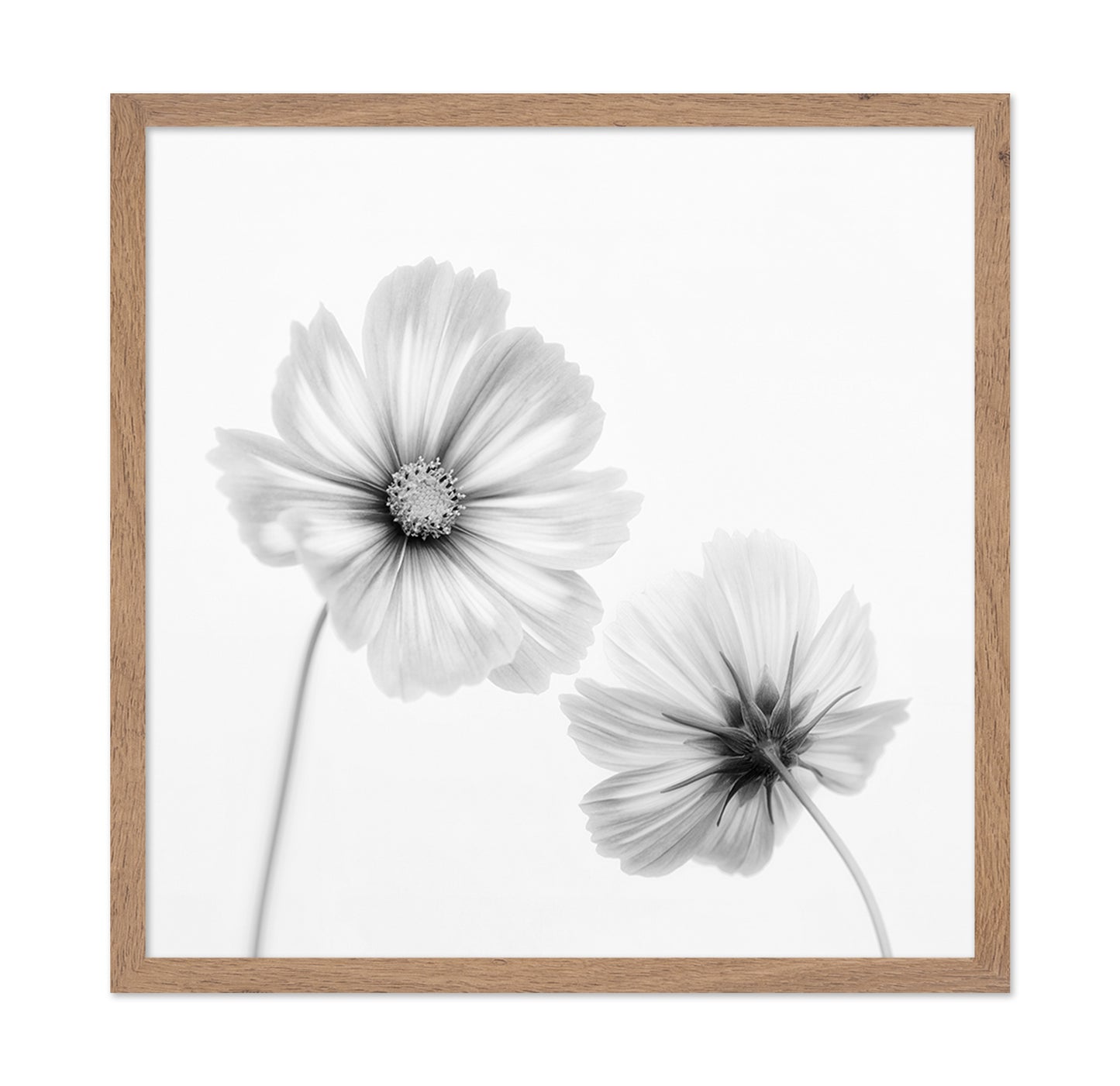 Cosmos Duo