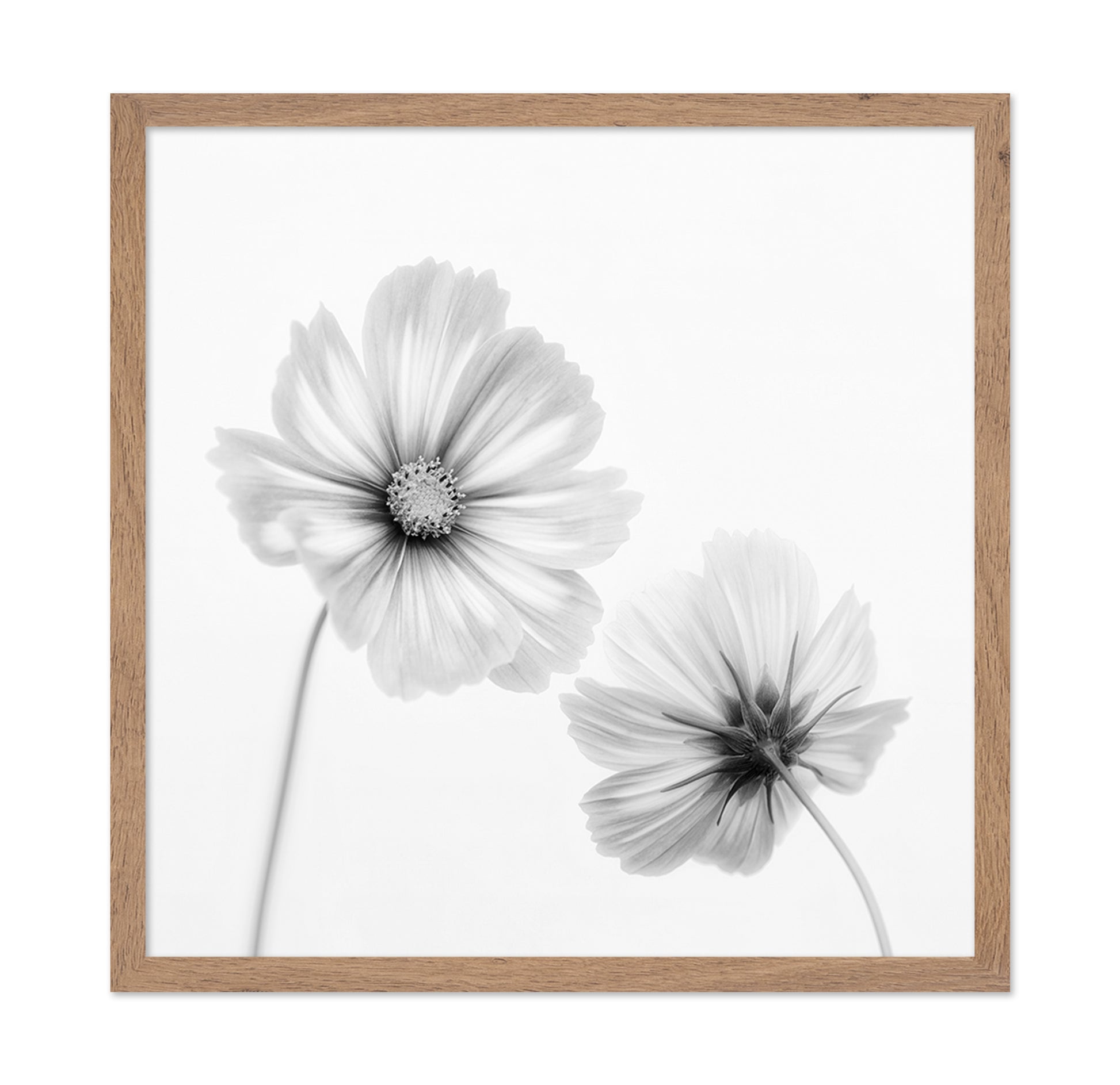 Cosmos Duo