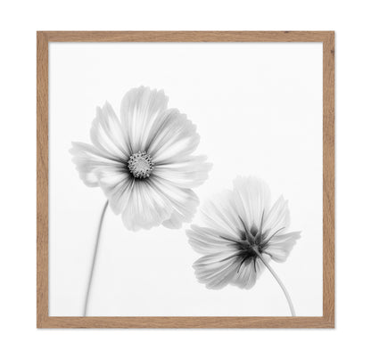 Cosmos Duo