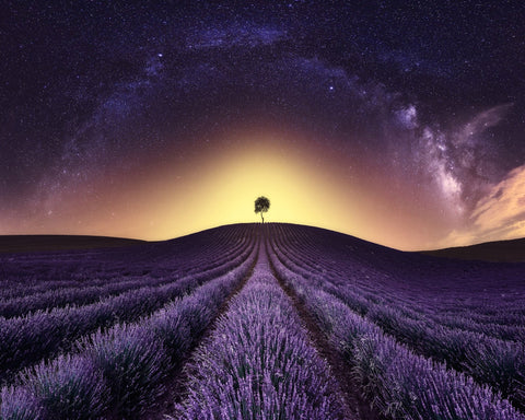 Lavender Field Under A Starry Sky
