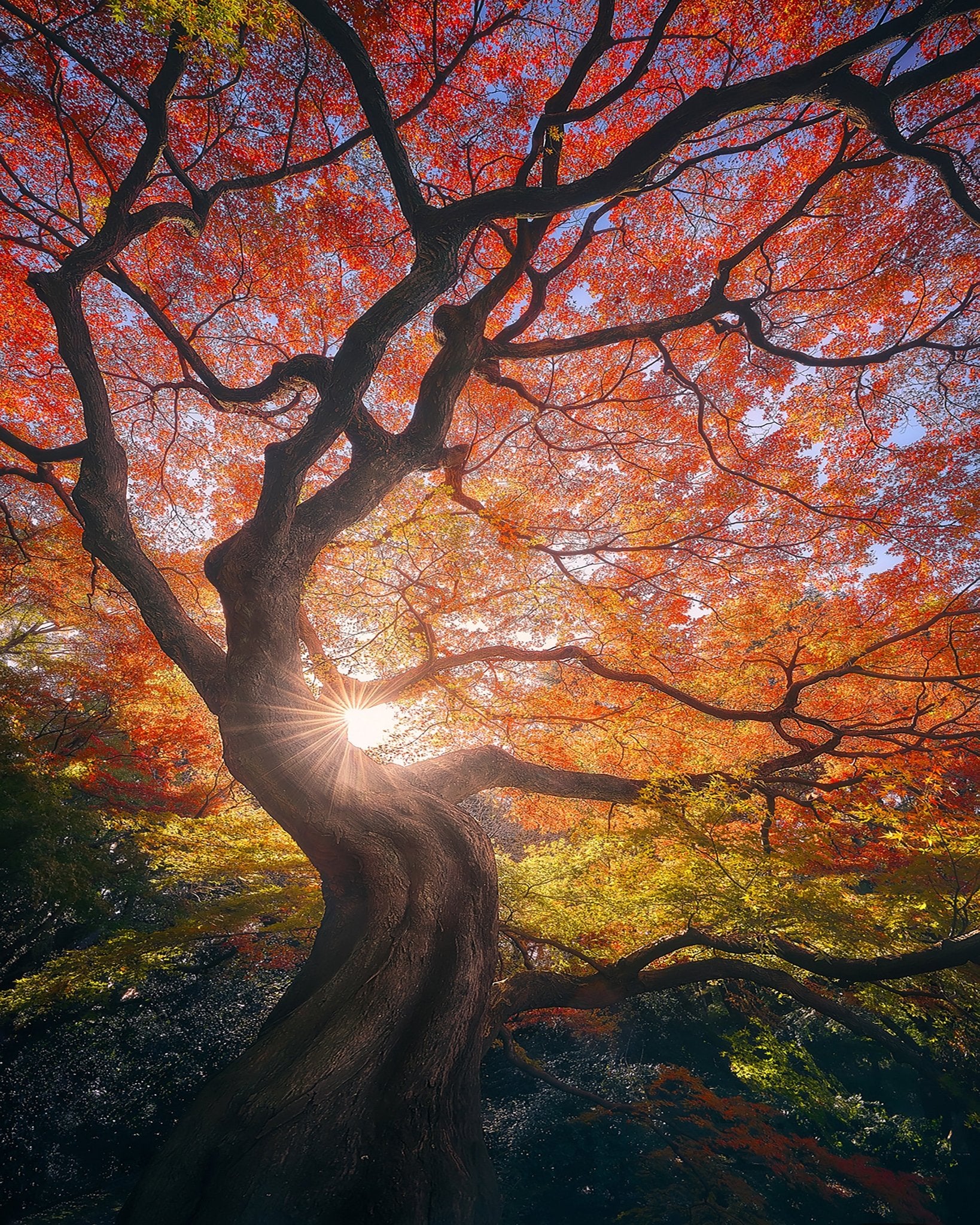 The Japanese Tree – Poster Master