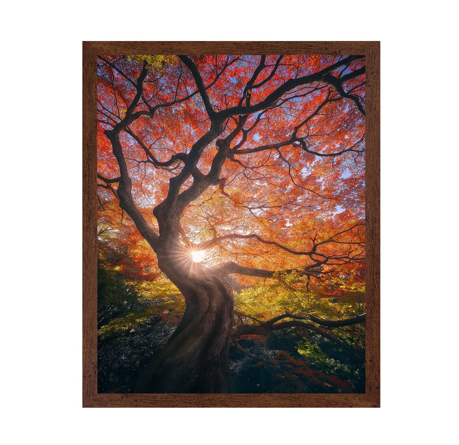 The Japanese Tree