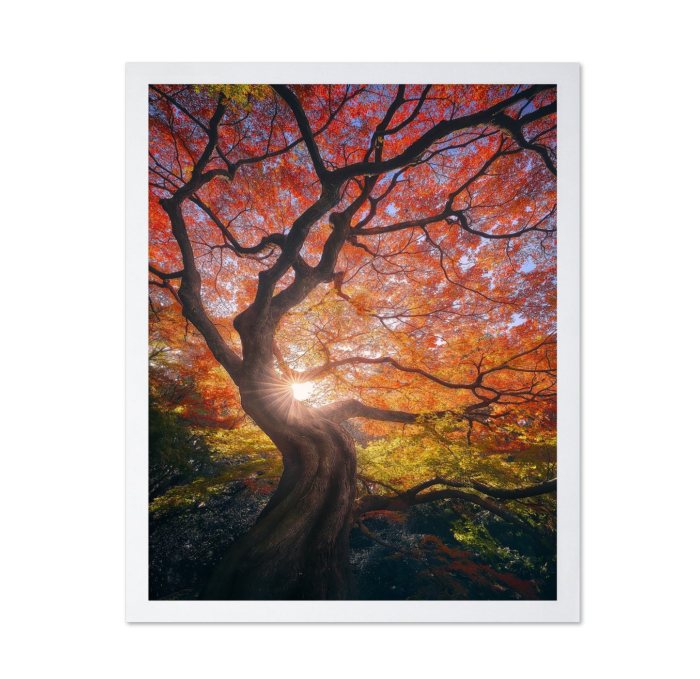 The Japanese Tree