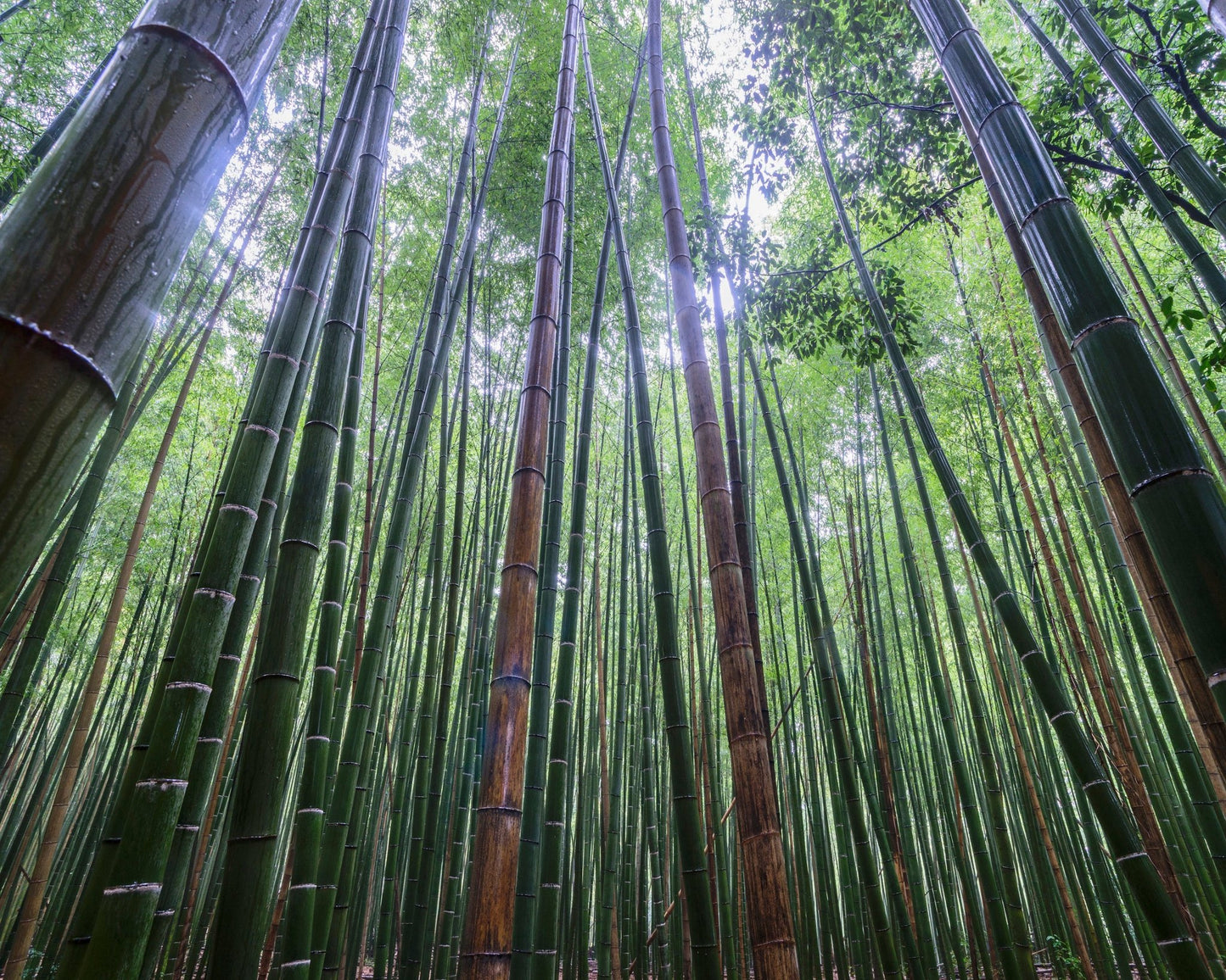 Bamboo Grove