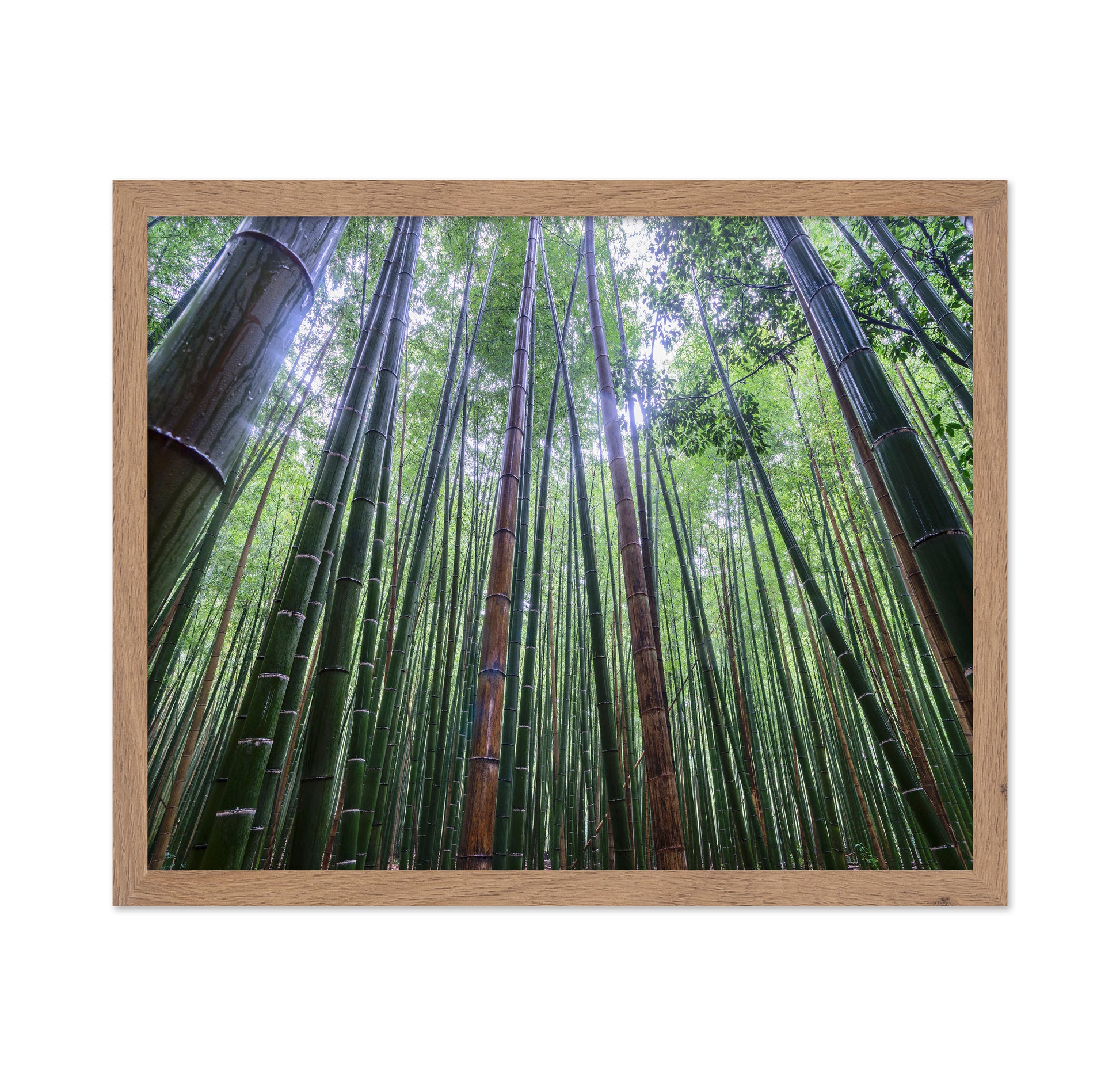 Bamboo Grove