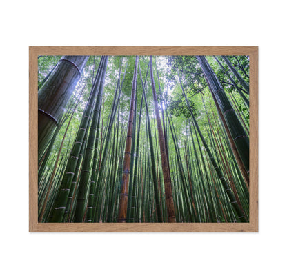 Bamboo Grove