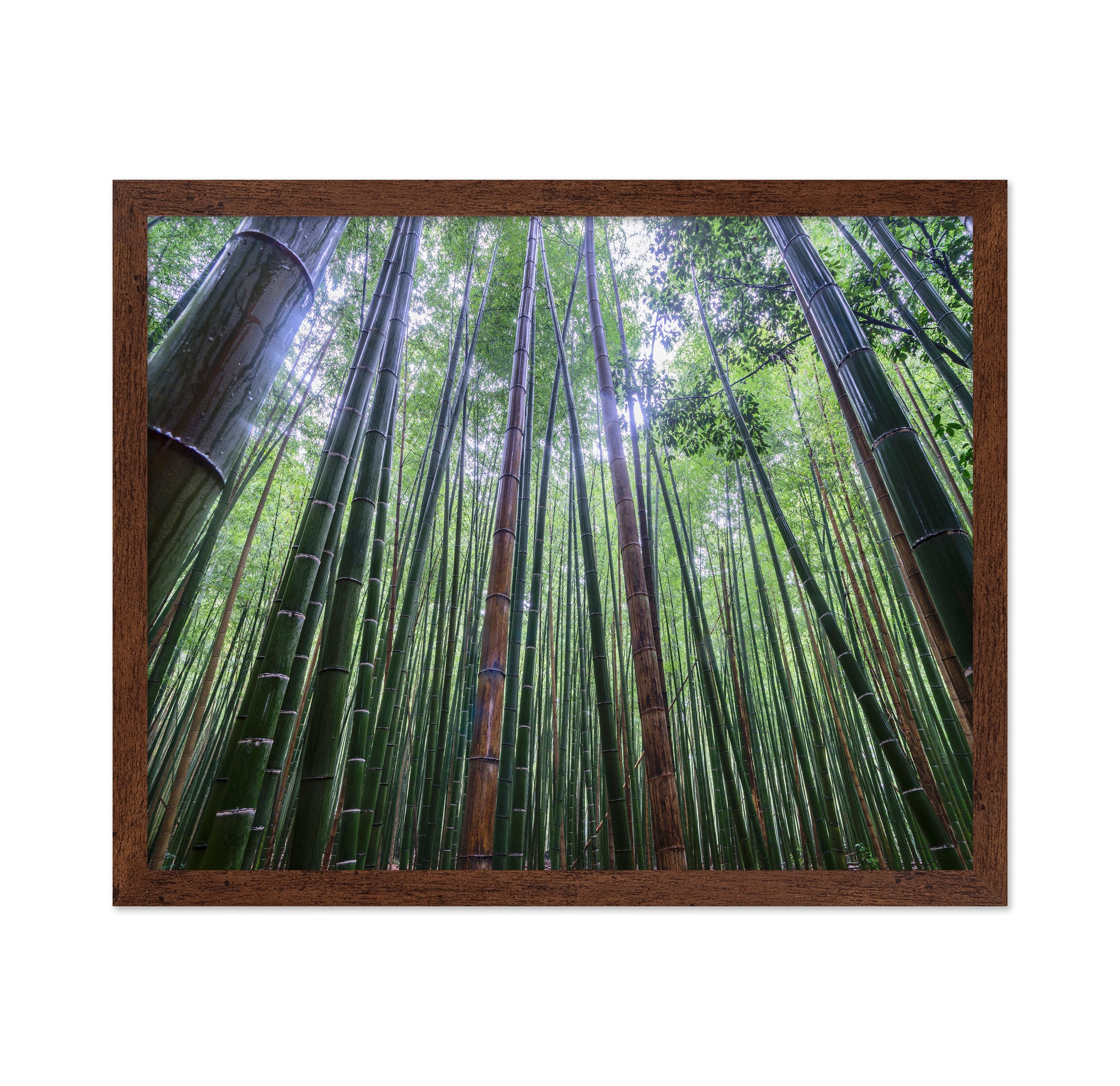 Bamboo Grove