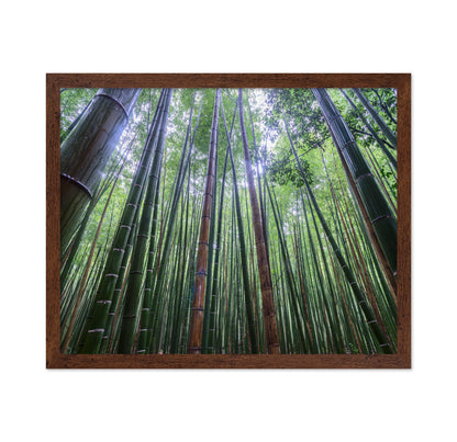 Bamboo Grove