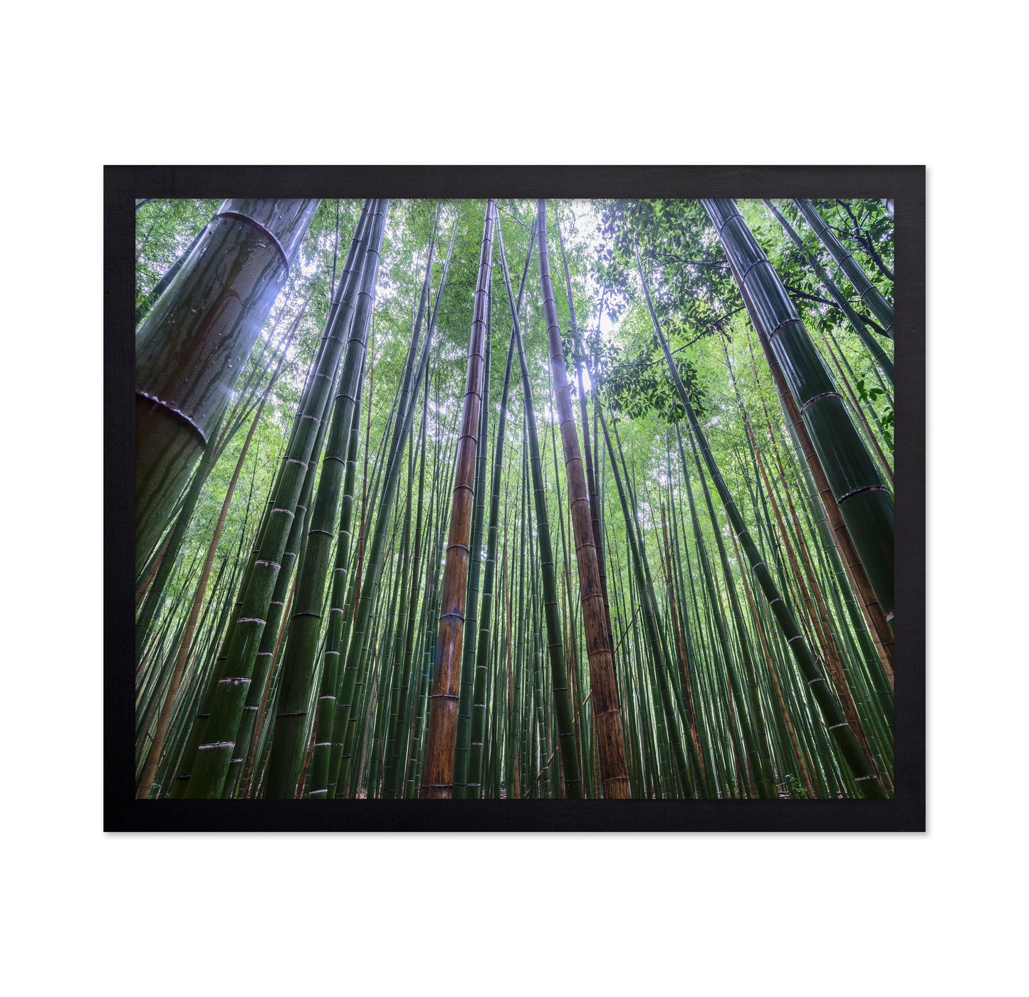 Bamboo Grove