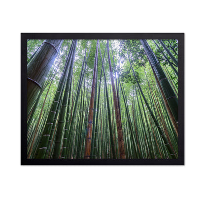 Bamboo Grove