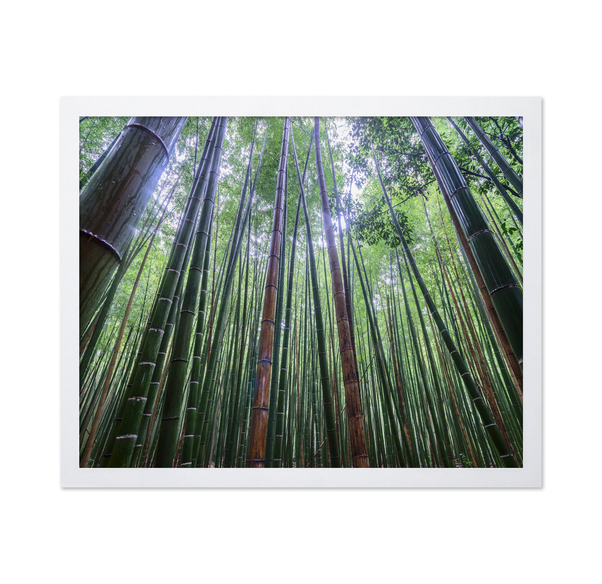 Bamboo Grove