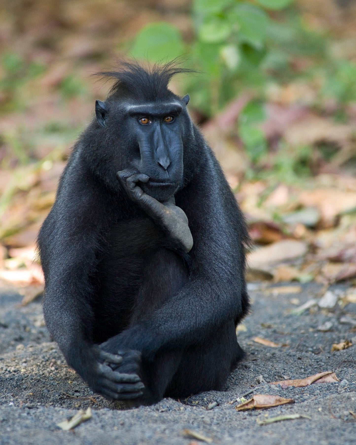 The Thinker
