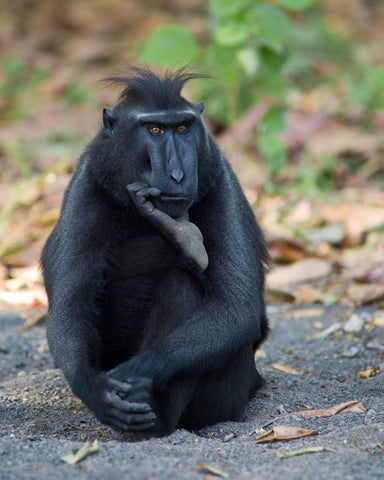 The Thinker