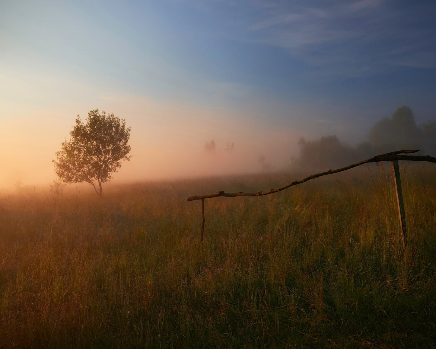 The Summer Field