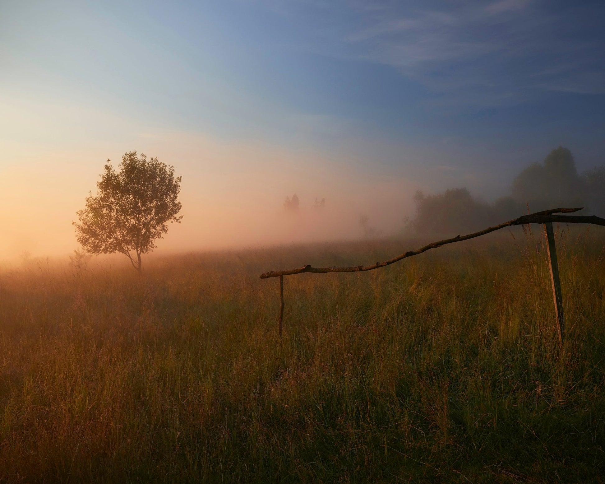 The Summer Field