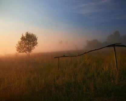 The Summer Field