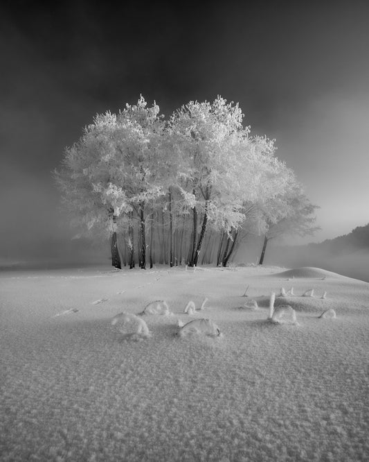The First Snow