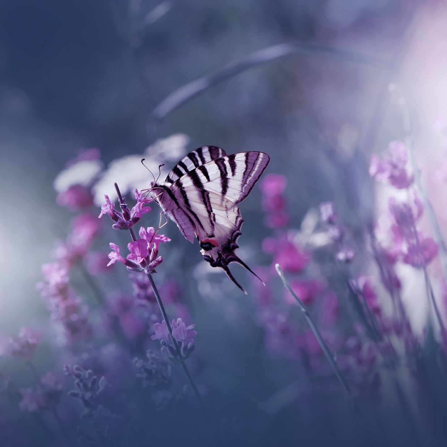 Lavender Queen