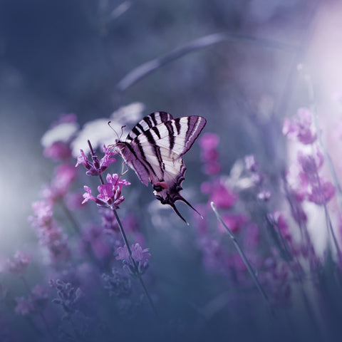 Lavender Queen
