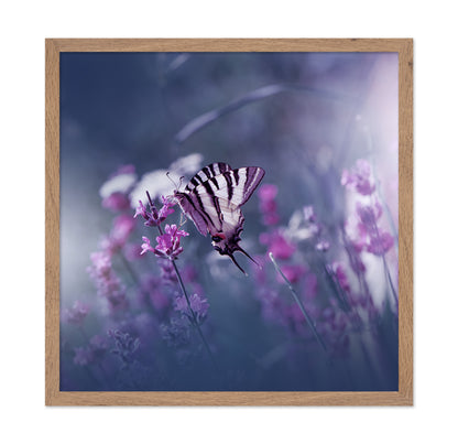 Lavender Queen
