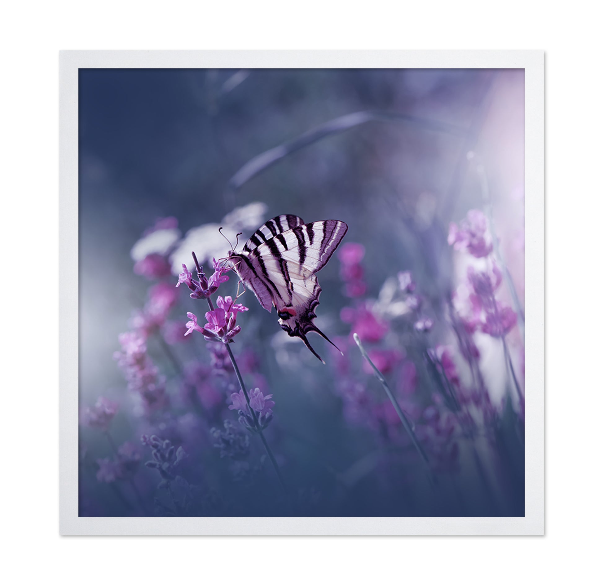 Lavender Queen