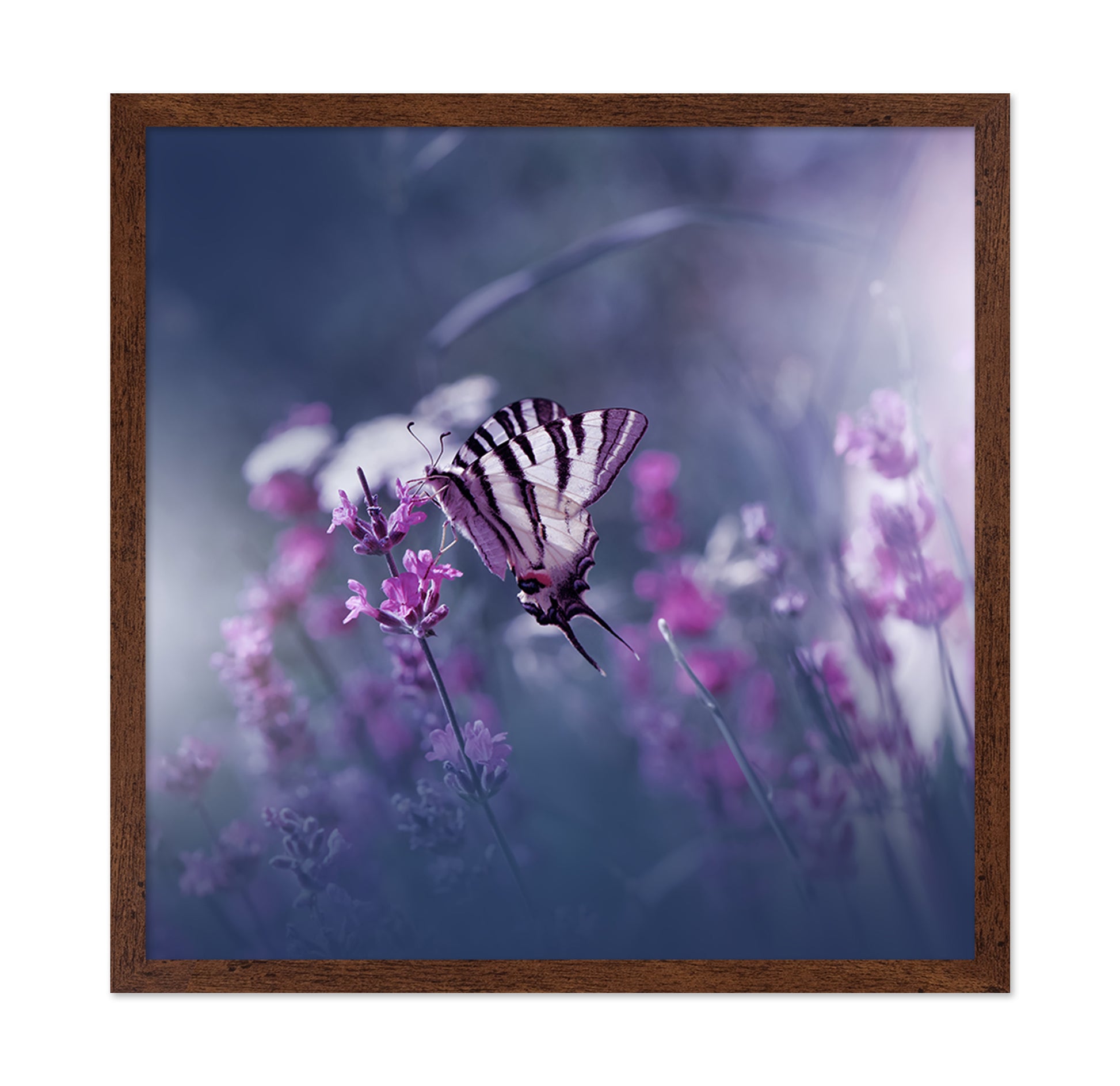 Lavender Queen