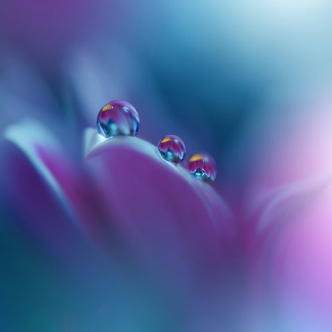Flower Mist