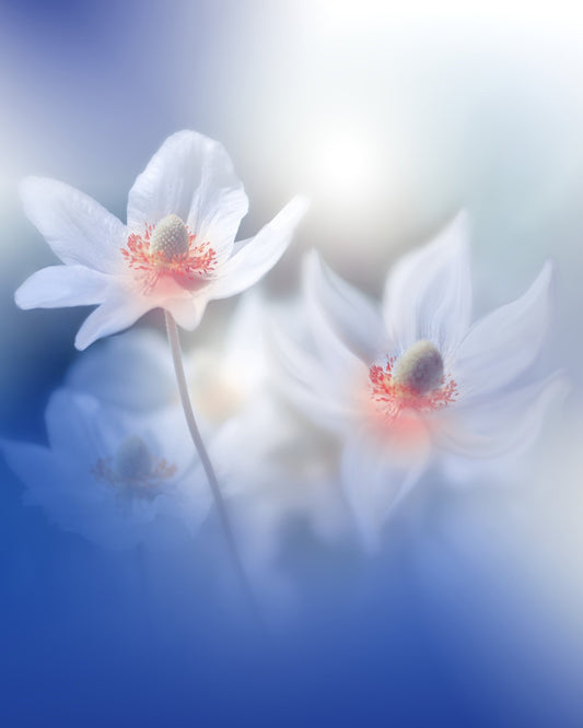 Dancers In My Mind