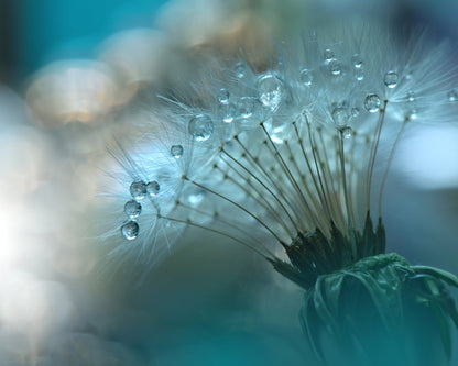 Azure Dewdrops