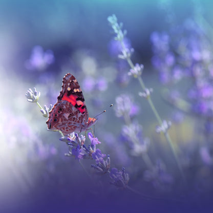 Queen of Flowers