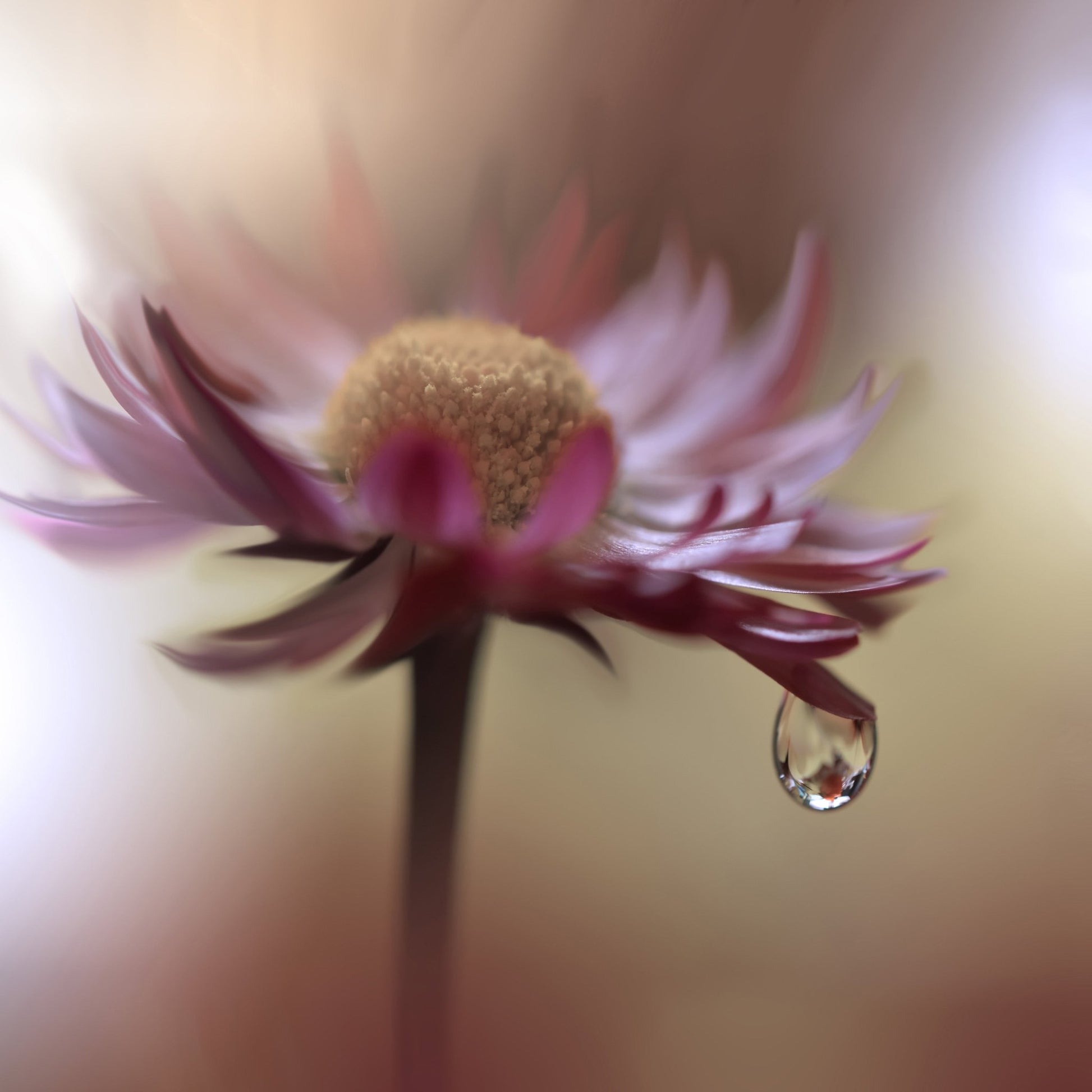 Tears Of Time