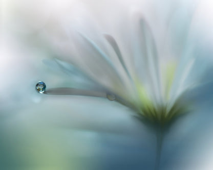 Fields of Hope