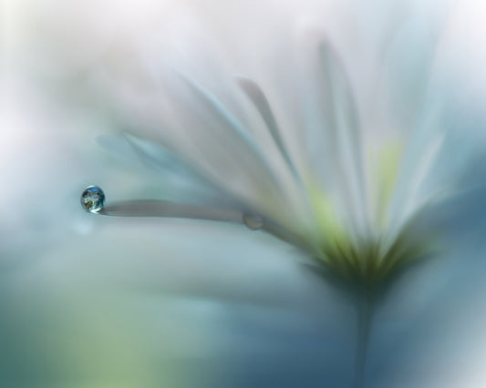 Fields of Hope