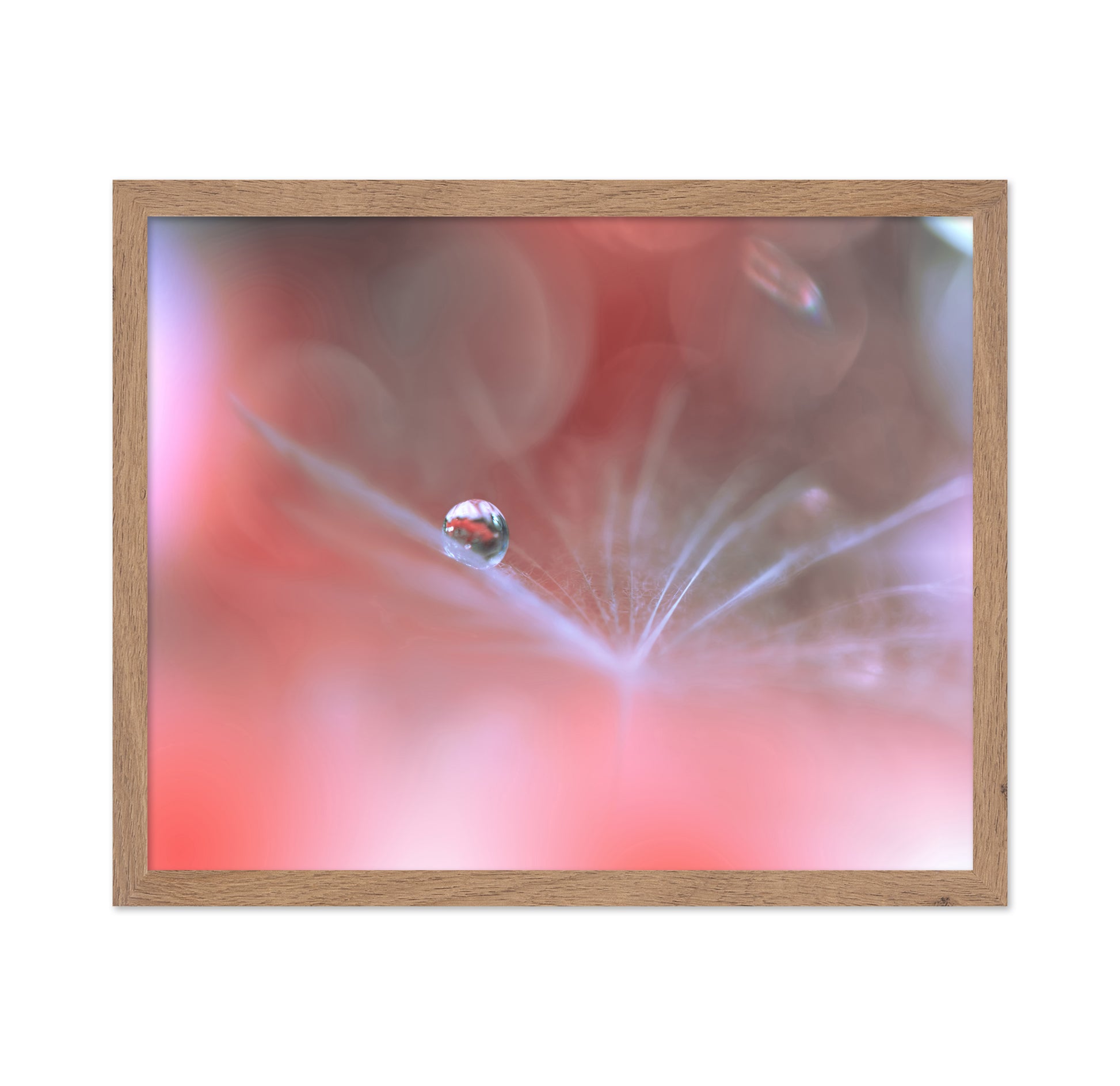 Alliance Of Light