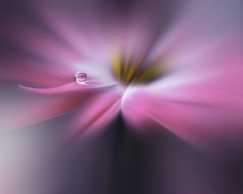 Orchid Echo
