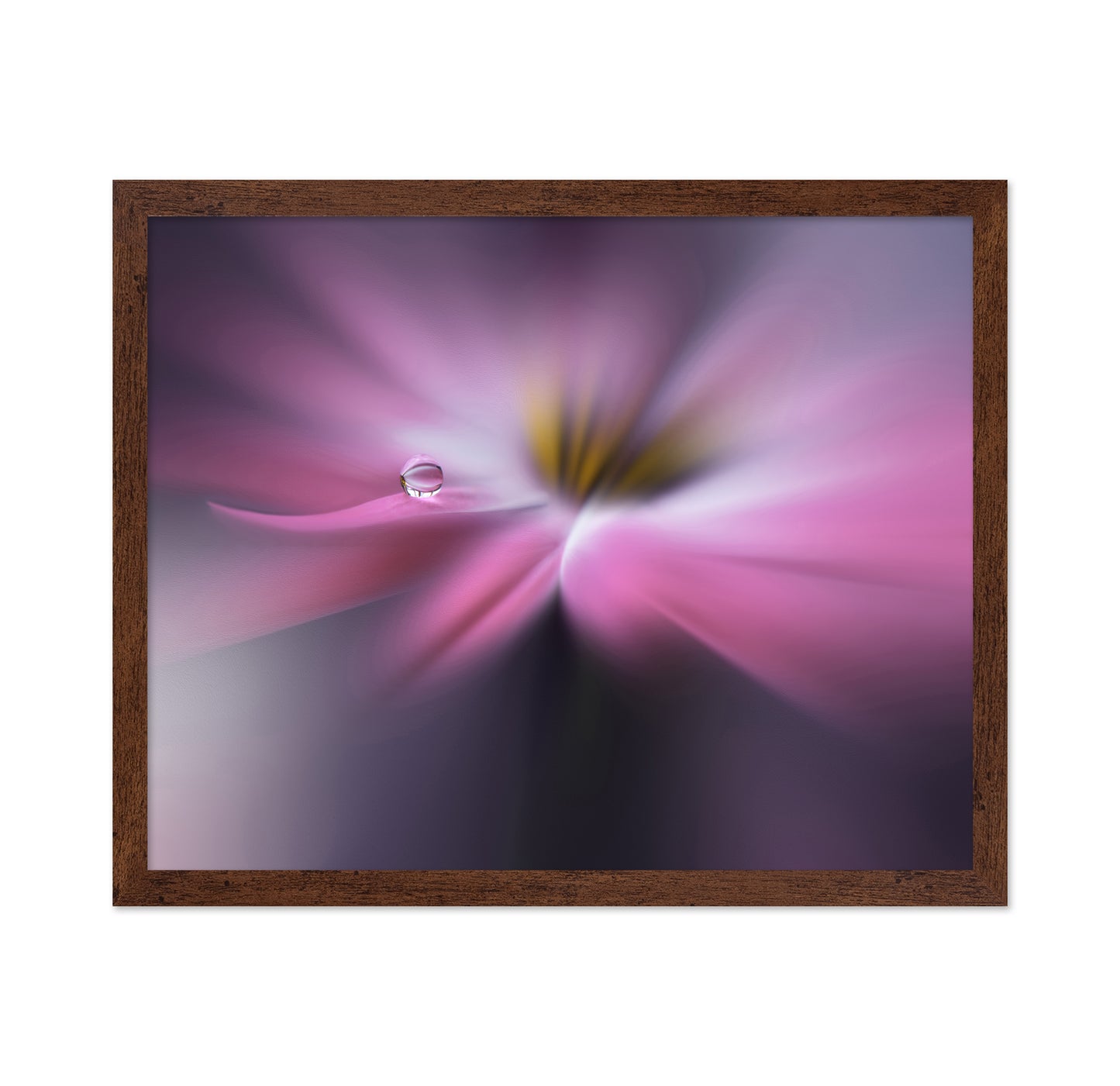 Orchid Echo