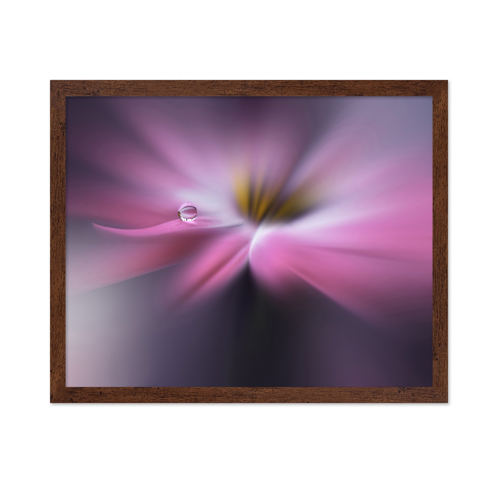 Orchid Echo