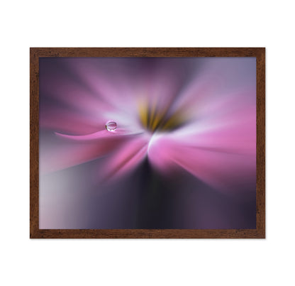 Orchid Echo