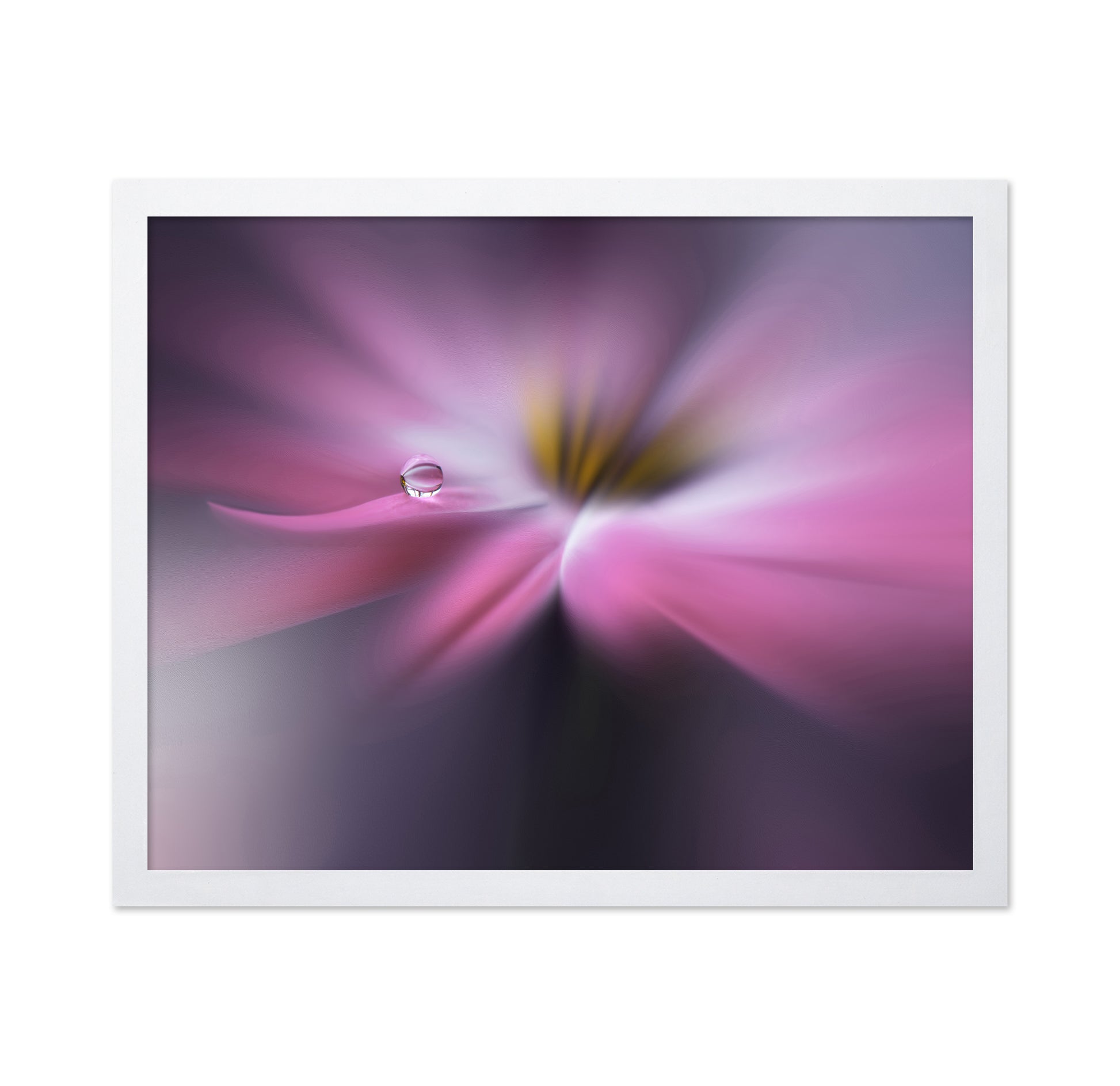 Orchid Echo